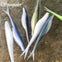 Spinpoler Minnow Soft Lure 5 PC